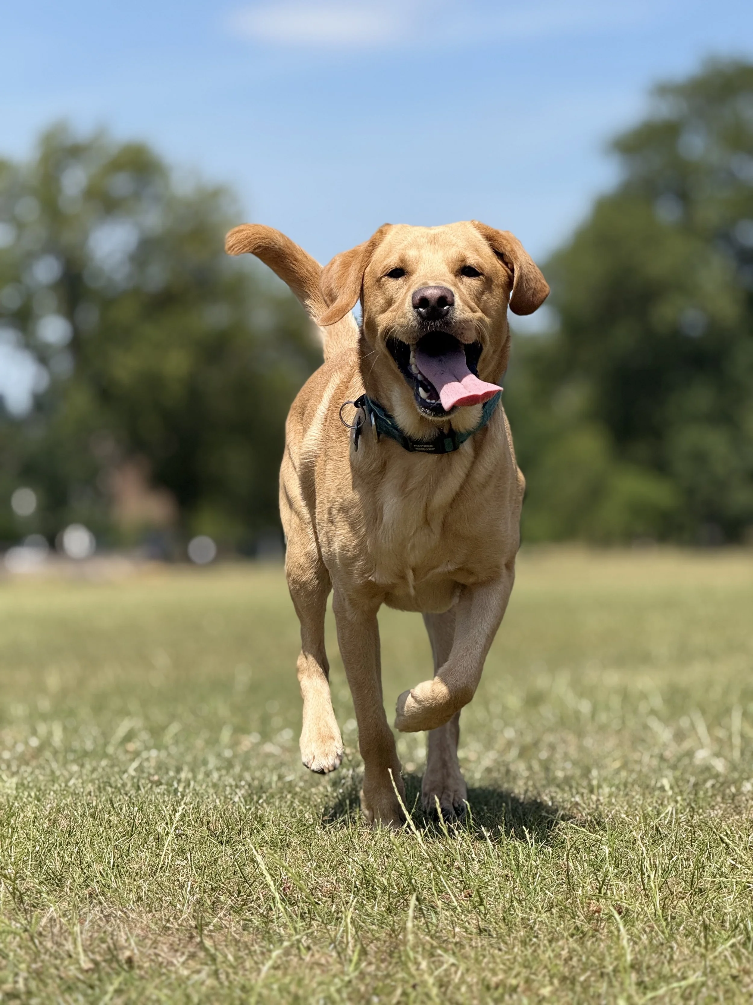 happy brown dog running in a grassy field on a sunny day with trees in the background.
