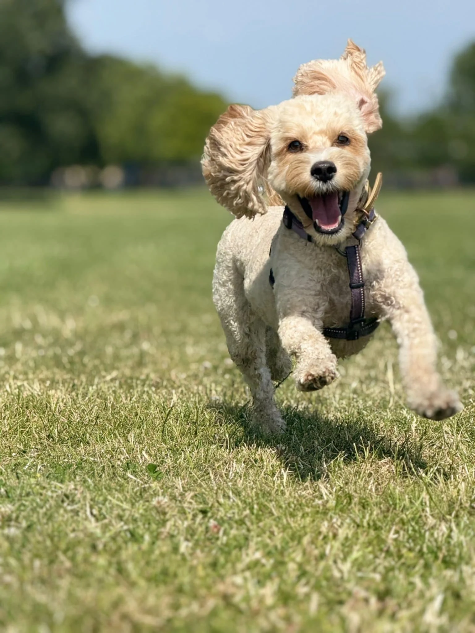 A small dog running on a grassy field with a happy expression, ears flopping, and mouth open.