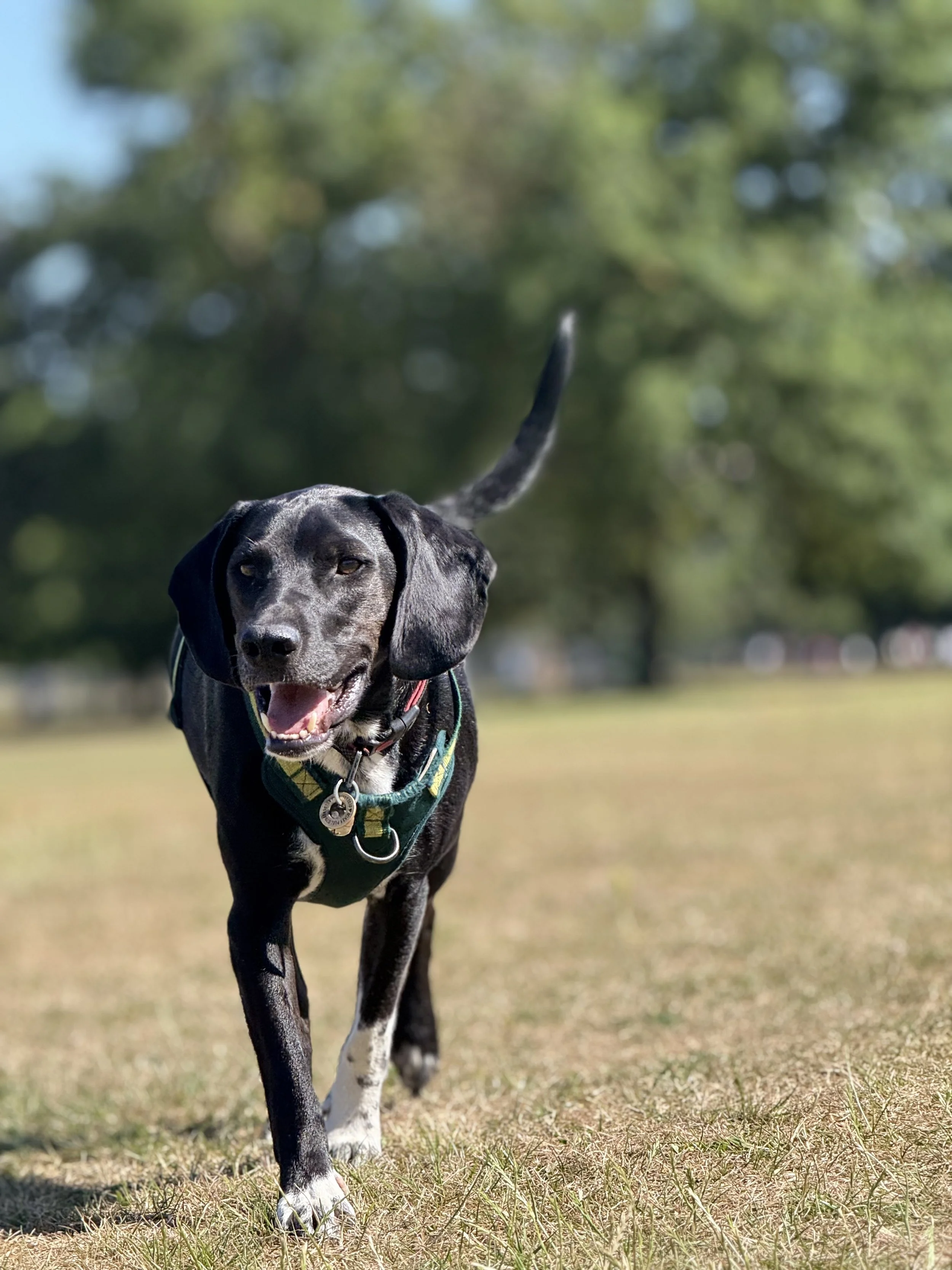 A black and white dog walking on a grassy field with trees in the background, appearing happy with its tongue slightly out.