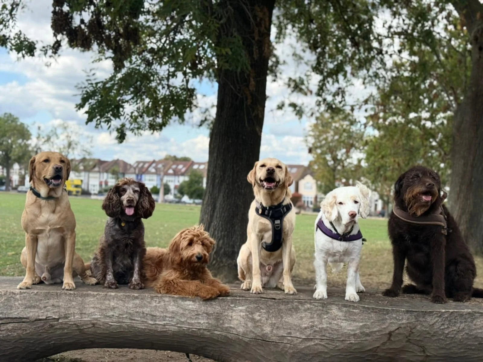 Six dogs sitting on a log in a park, with trees and houses in the background.
