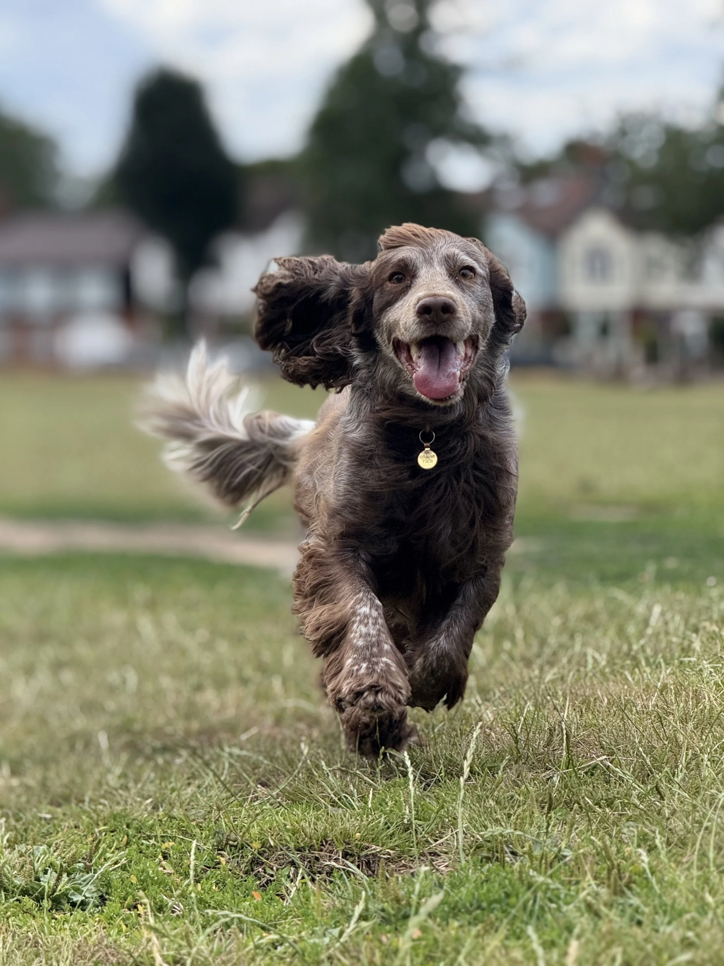 A happy dog running towards the camera on a grassy field.