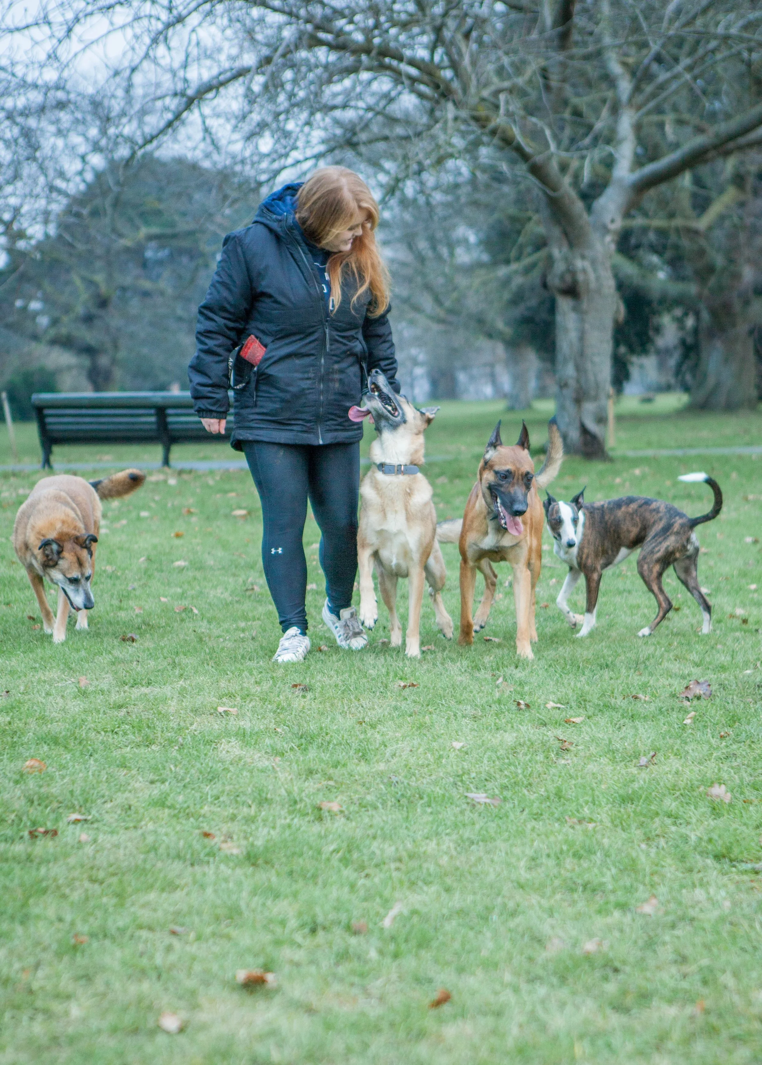 A woman in a black jacket and leggings with four dogs playing together on a grassy field in a park with trees and a bench in the background.