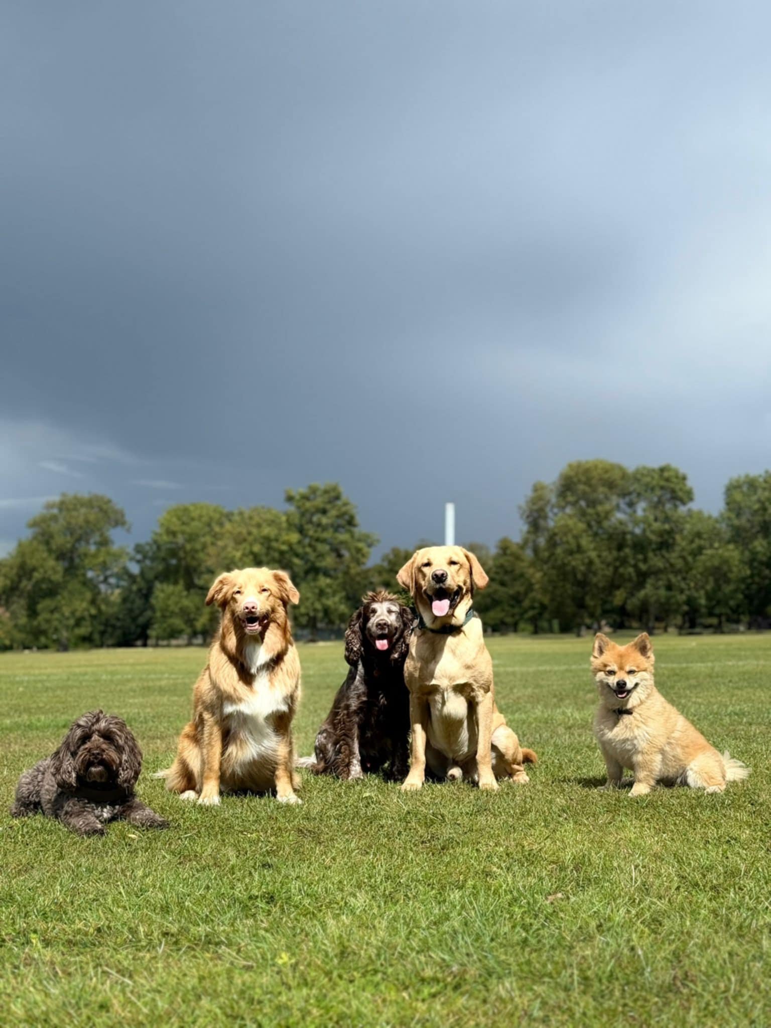 Six dogs of various breeds sitting and lying on a grassy field with trees and dark storm clouds in the background.
