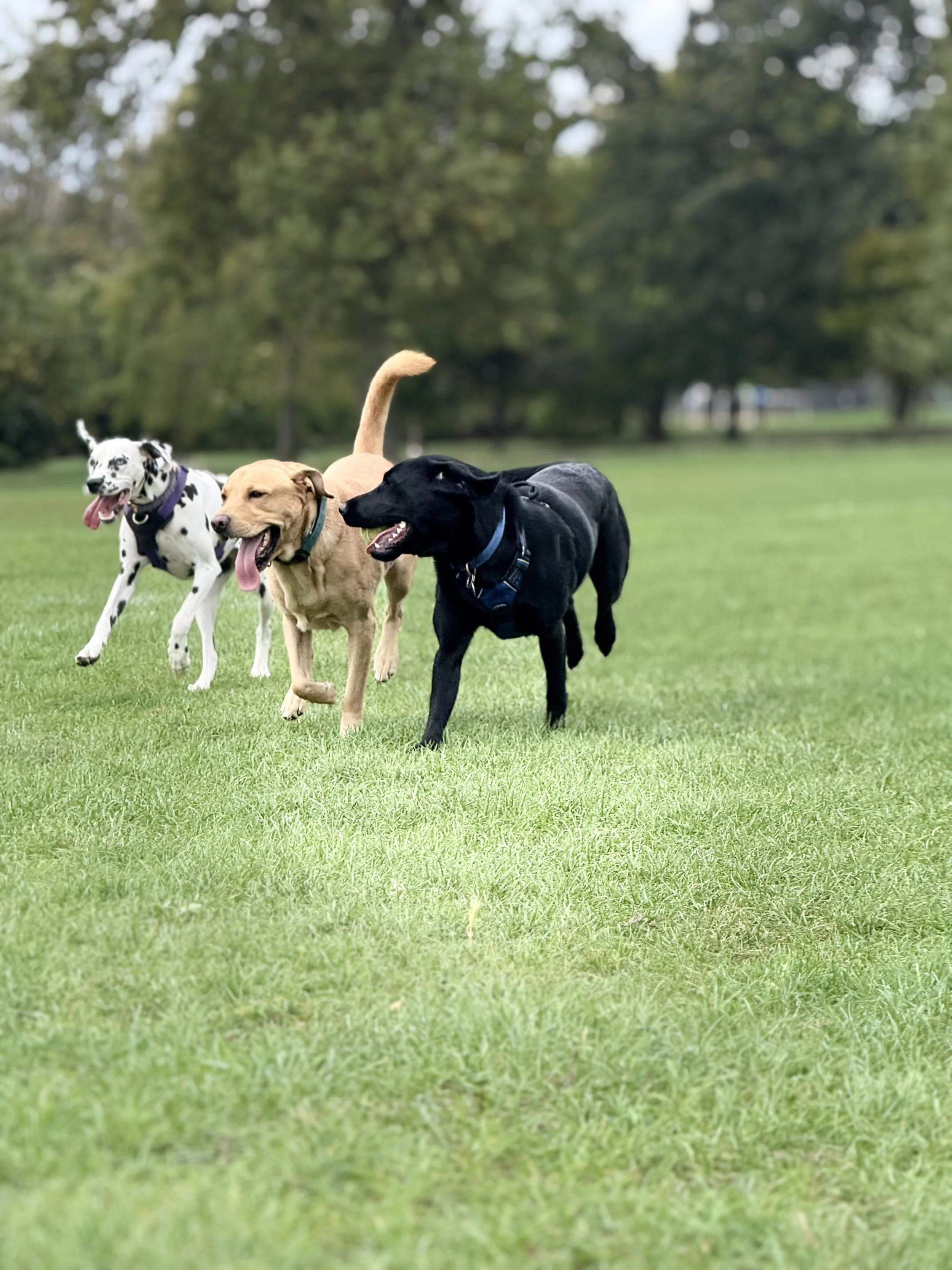 Three dogs playing on a grassy field with trees in the background, one Dalmatian, one golden retriever, and one black Labrador.