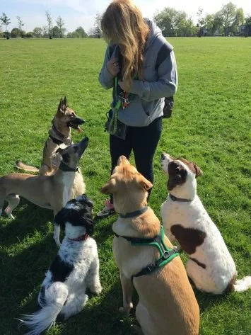 A woman with long hair wearing a hoodie standing in a grassy park with five dogs sitting and standing around her, some wearing harnesses.