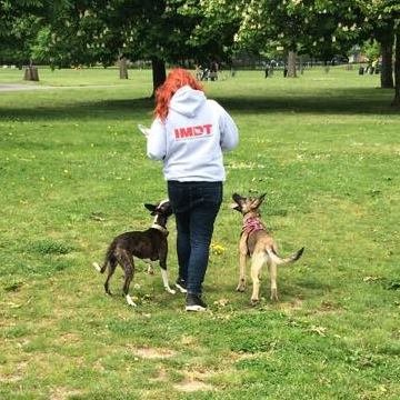 A person with red hair walking two dogs in a park.