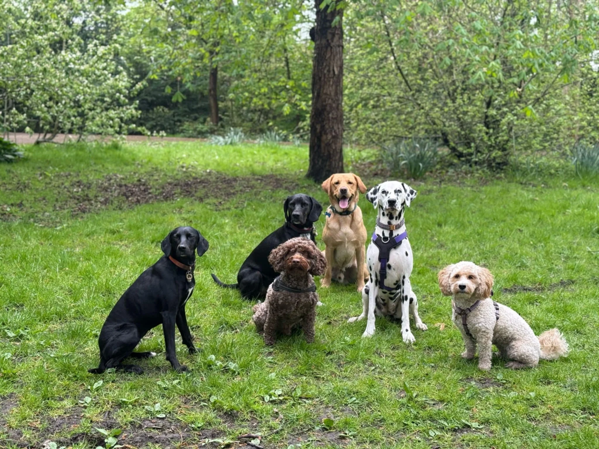 Six dogs of various breeds sitting on grass in a park with trees and greenery in the background.