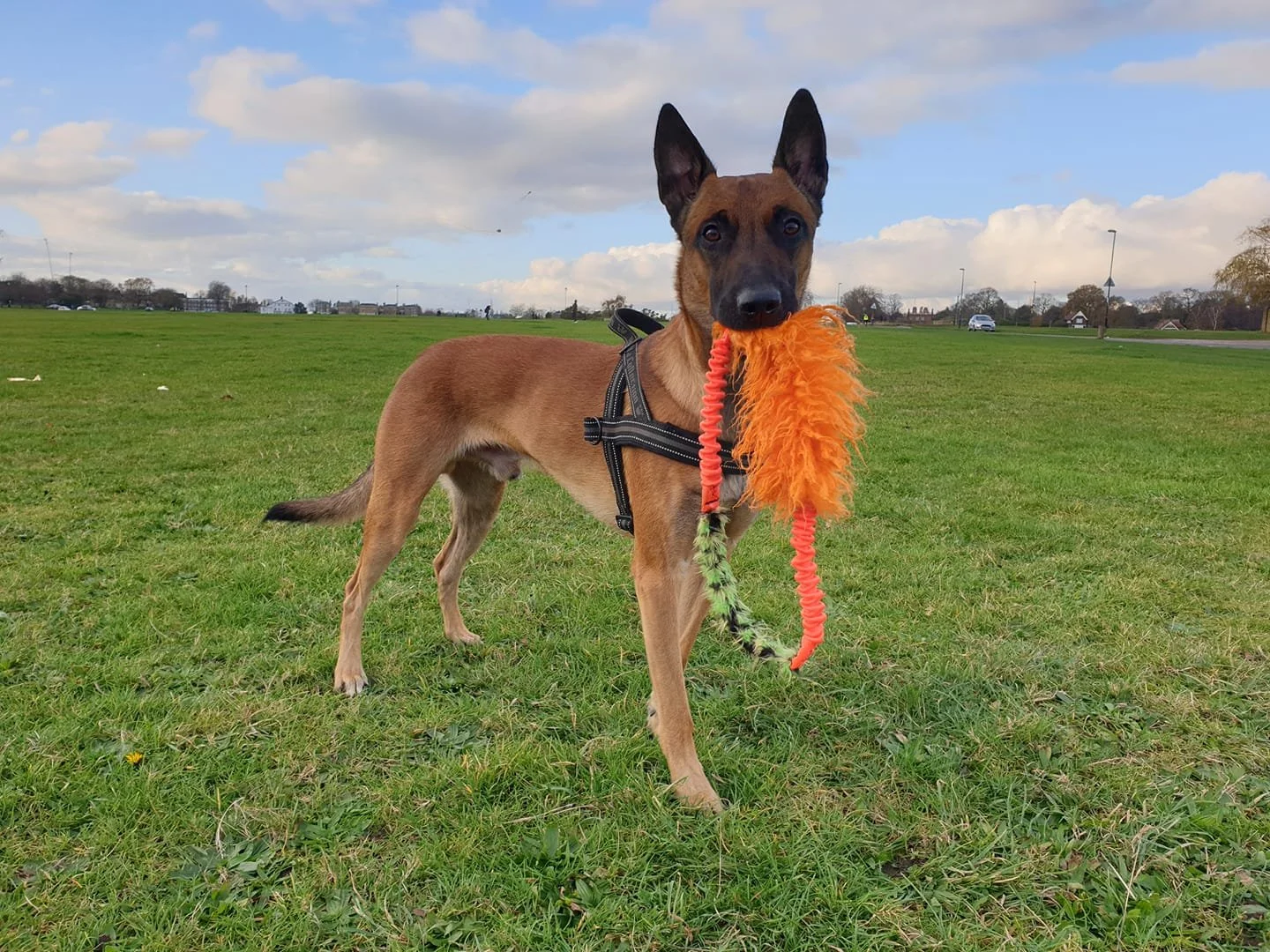 A Belgian Malinois dog standing on grass in a park with a toy in its mouth. The toy is orange, fluffy, and has green and black accents. The dog is wearing a harness and is looking directly at the camera. There are houses, cars, and trees in the backg