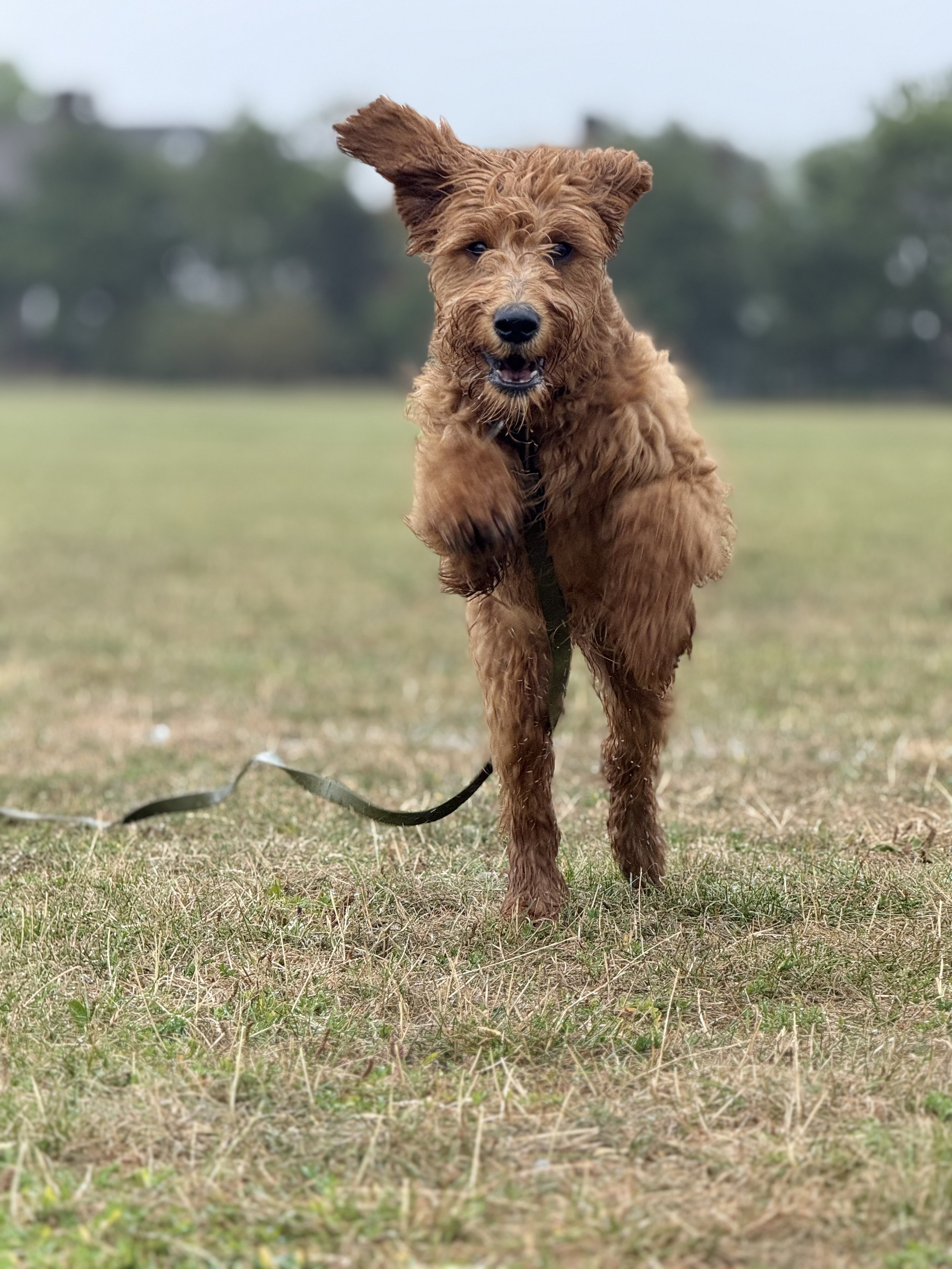 A happy, brown, curly-haired dog running across a grassy field with a blurred background of trees.