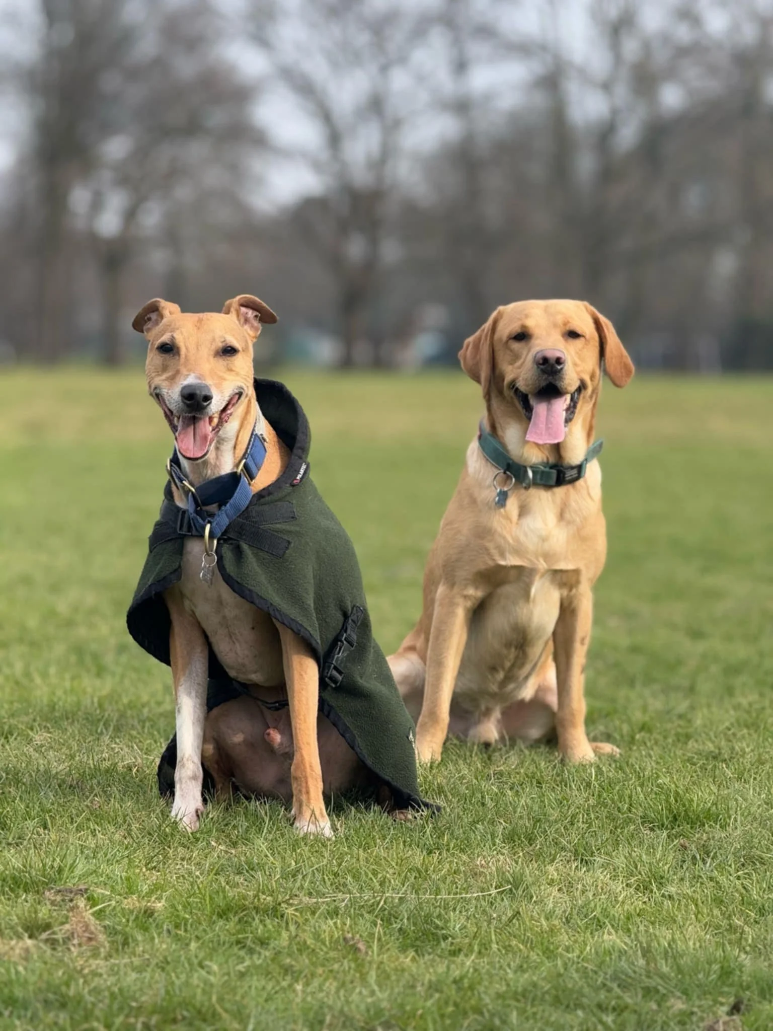 Two dogs sitting on a grassy field, one wearing a green coat and the other with a collar, outdoors with trees in the background.
