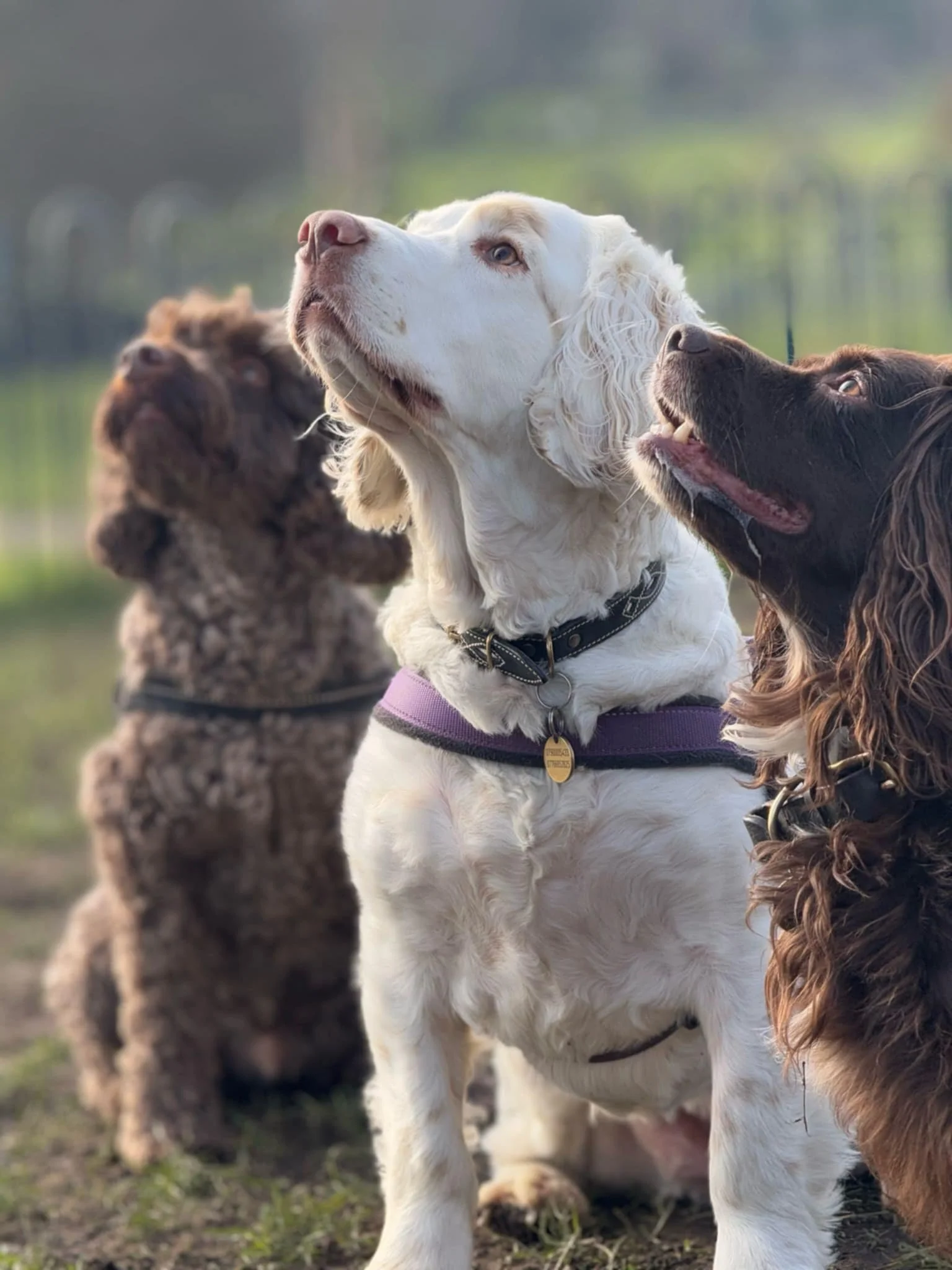 Three dogs sitting outdoors with a blurred background of greenery. The dogs include a white retriever, a brown poodle, and a black and brown spaniel, all looking upward.