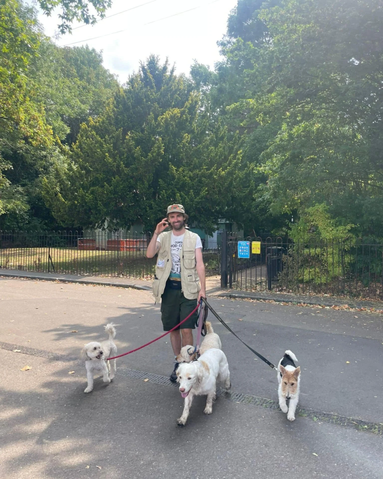 A man smiling and talking on a phone while walking three dogs on leashes in a park with trees and a fence in the background.