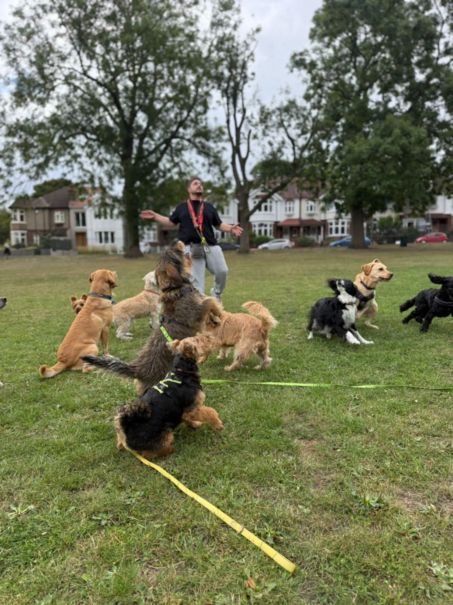 Dog trainer instructing a group of dogs in a park with trees and houses in the background