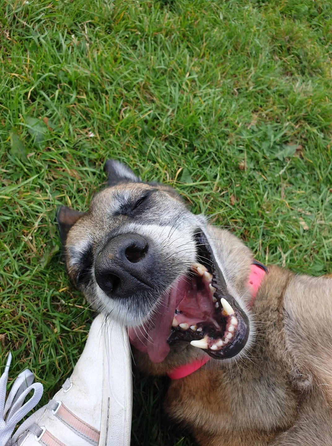 A happy dog lying on grass, with its eyes closed and mouth open in a playful grin, next to a white sneaker.