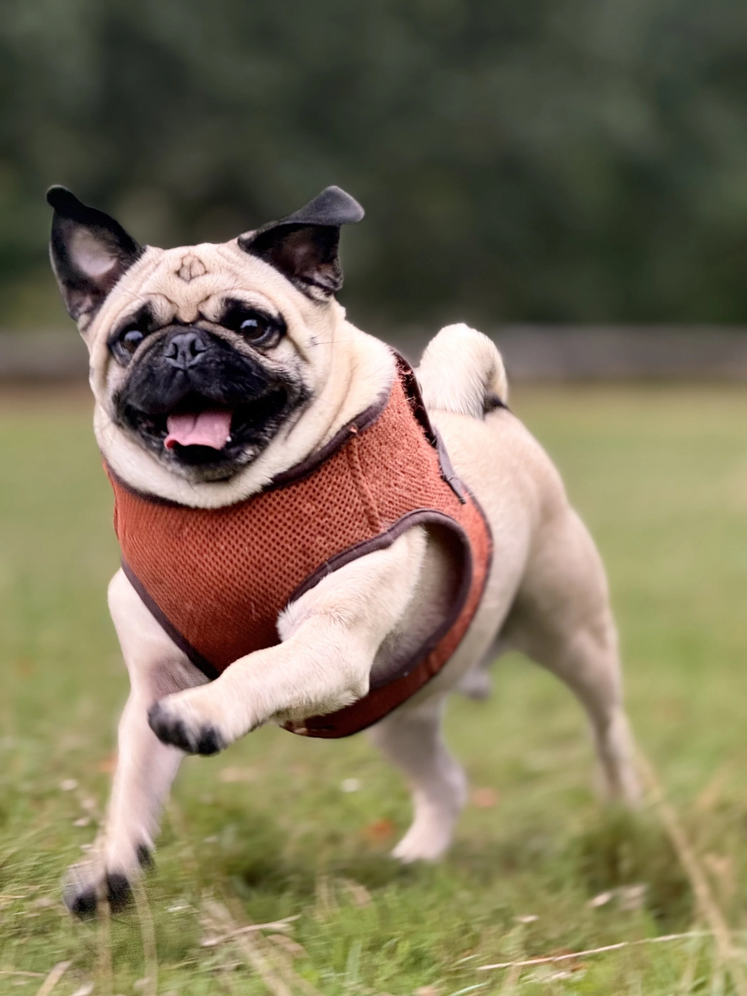 A joyful French Bulldog wearing an orange harness running on grass outdoors.