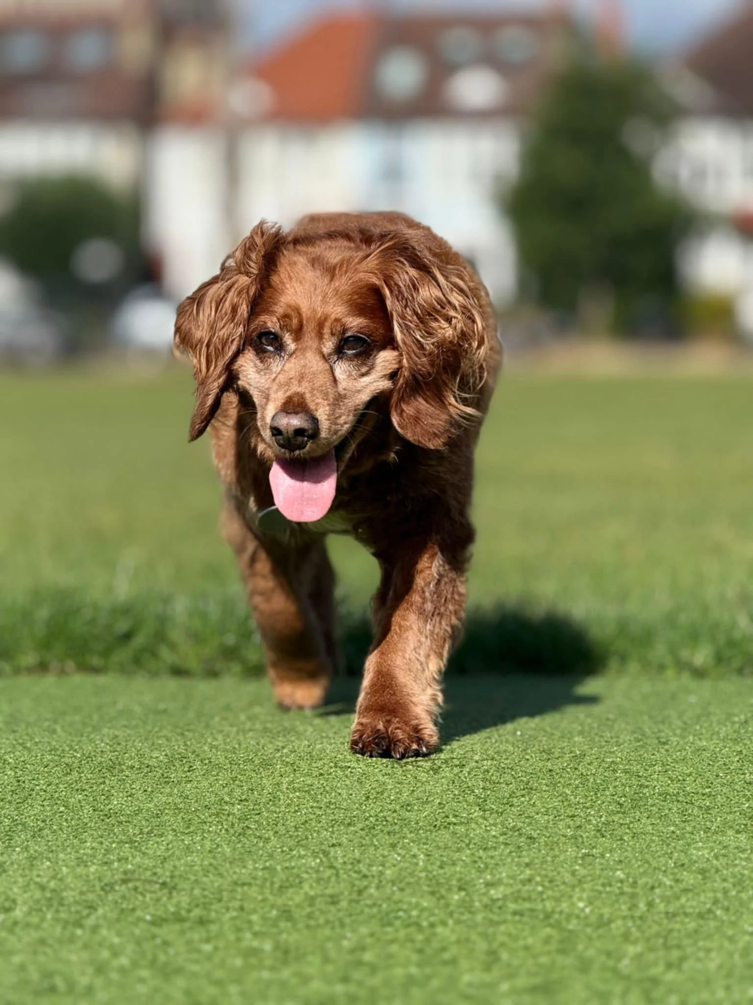 A brown dog with floppy ears walking on a grassy field with its tongue out, outdoors on a sunny day.
