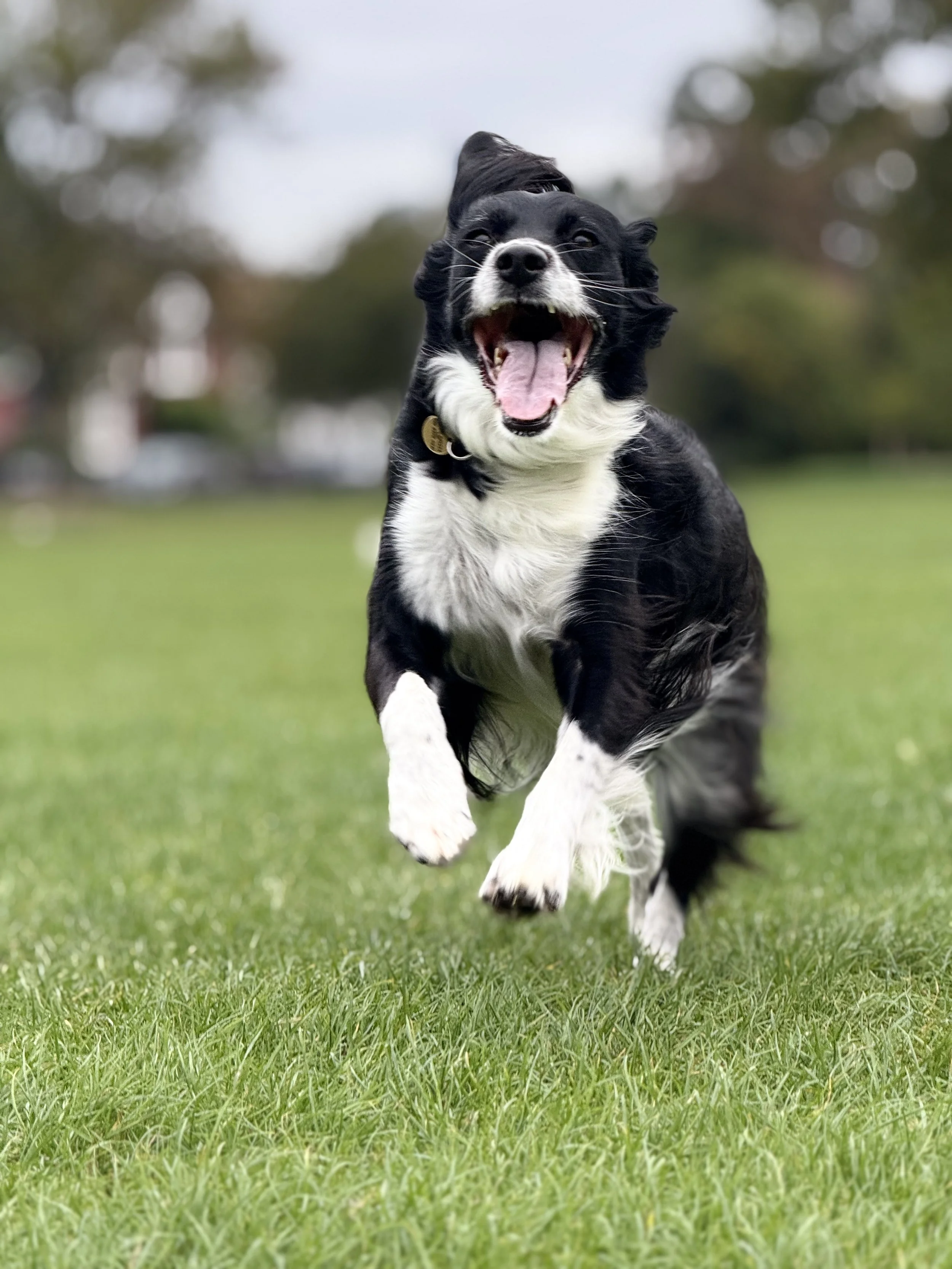 A black and white dog running and smiling on a grassy field.