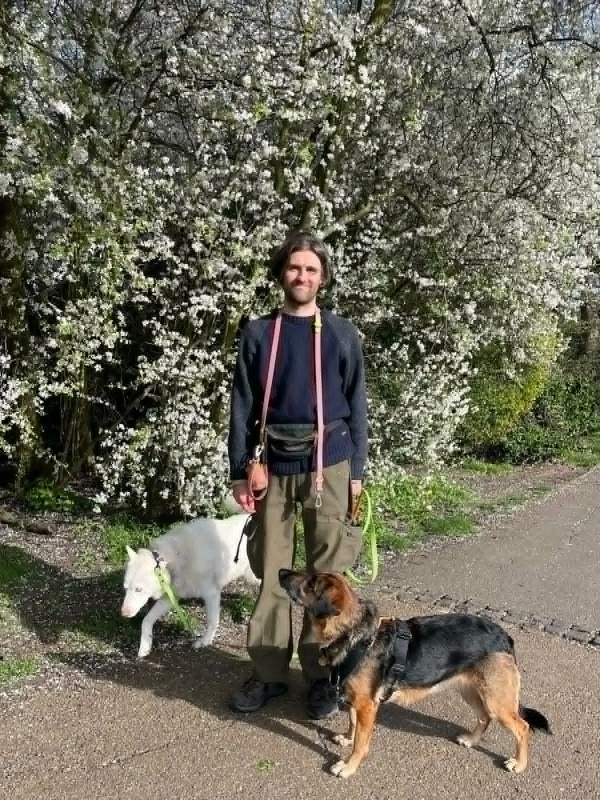 A man smiling and talking on a phone while walking three dogs on leashes in a park with trees and a fence in the background.
