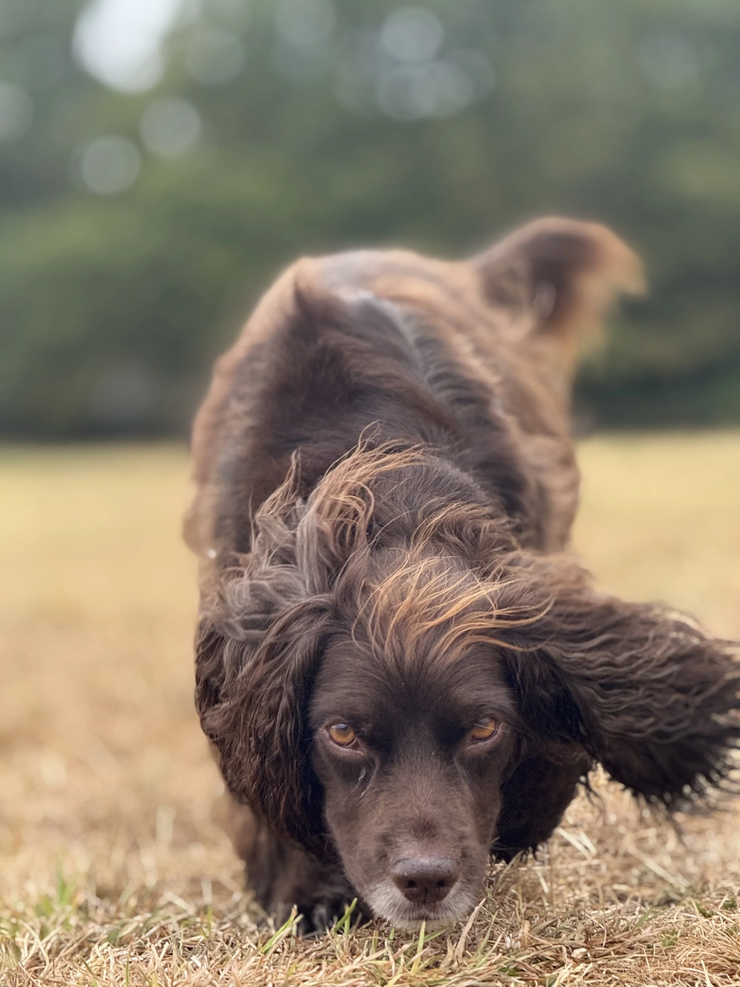 A brown dog with long ears and expressive eyes lies on the ground, with a blurred background of green trees and grass.