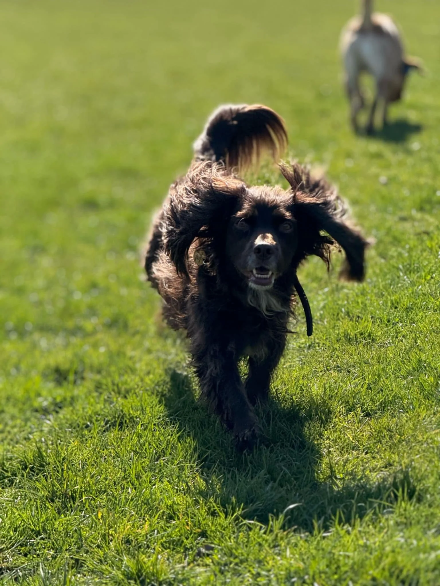 A black and brown dog running toward the camera on a grassy field with a person and other dog in the background.