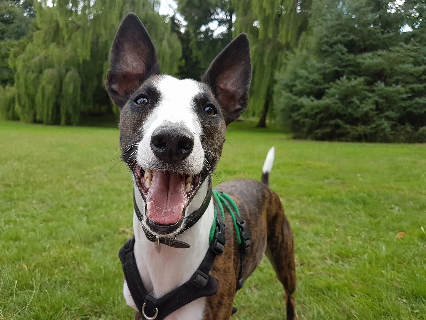 A happy brindle and white dog with large ears and a harness standing on grass in a park with trees in the background.