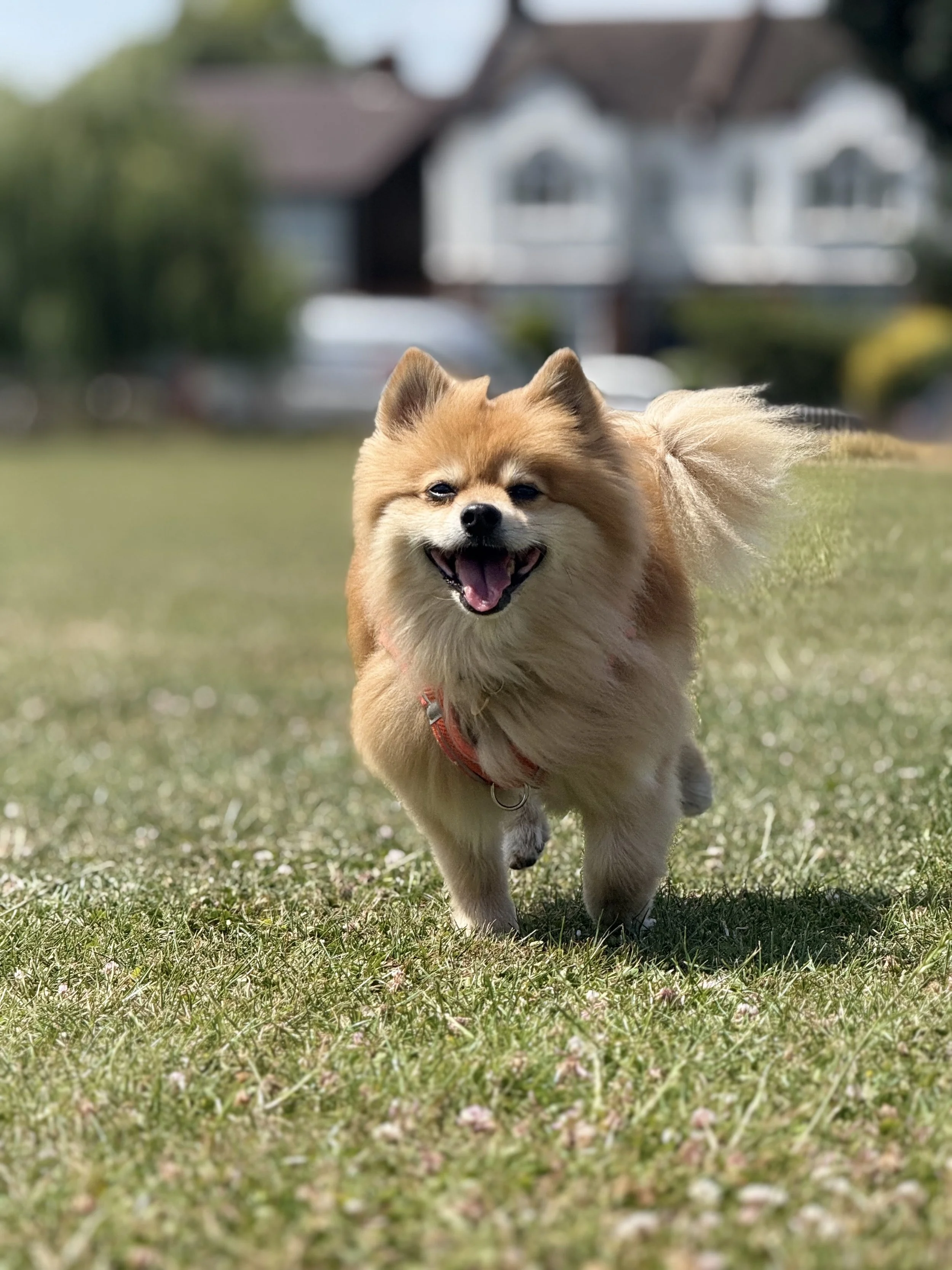 Smiling Pomeranian dog running on a grassy lawn in a suburban neighborhood.