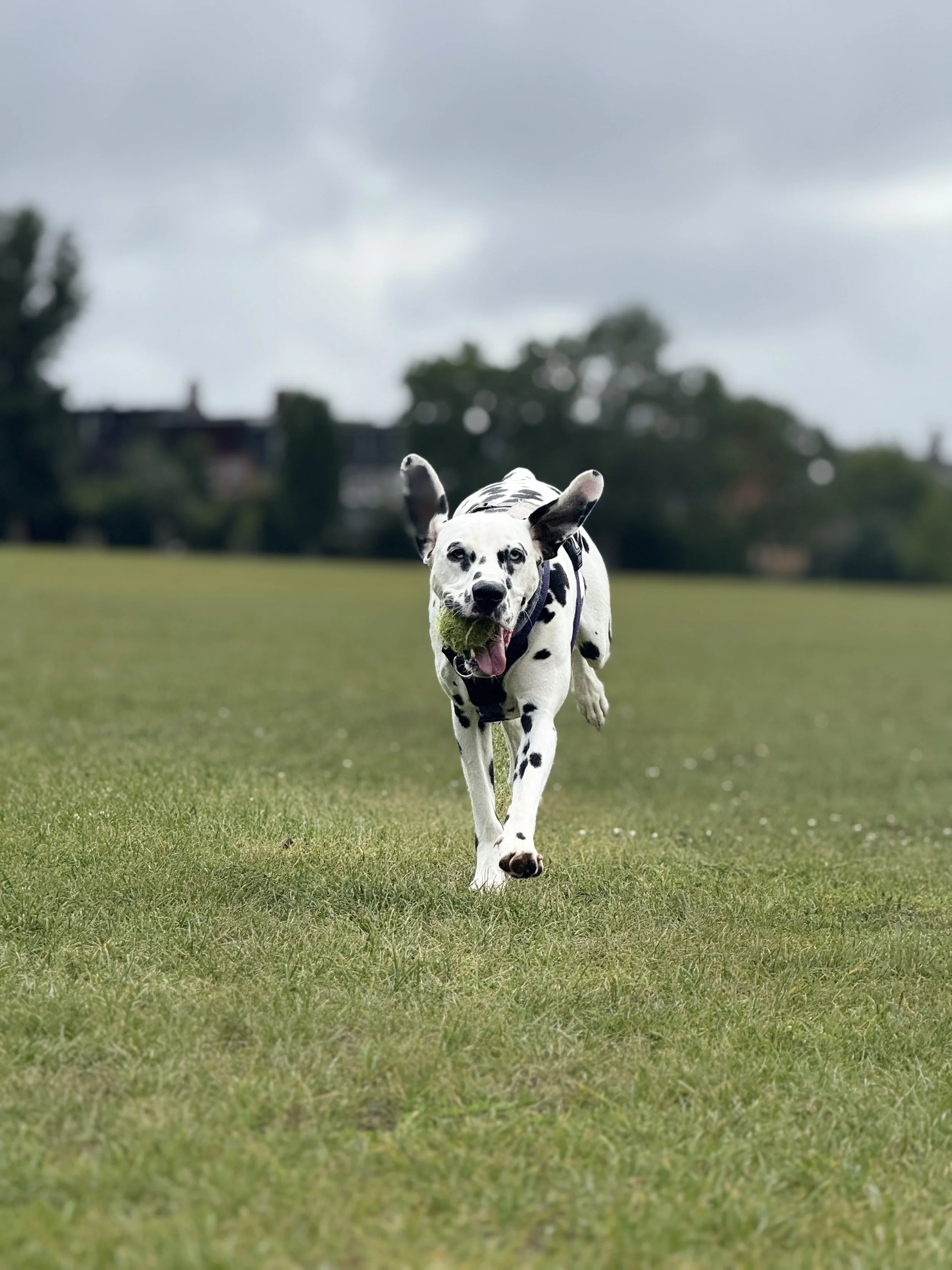 Dalmatian dog running towards the camera on a grassy field with a tennis ball in its mouth, overcast sky.