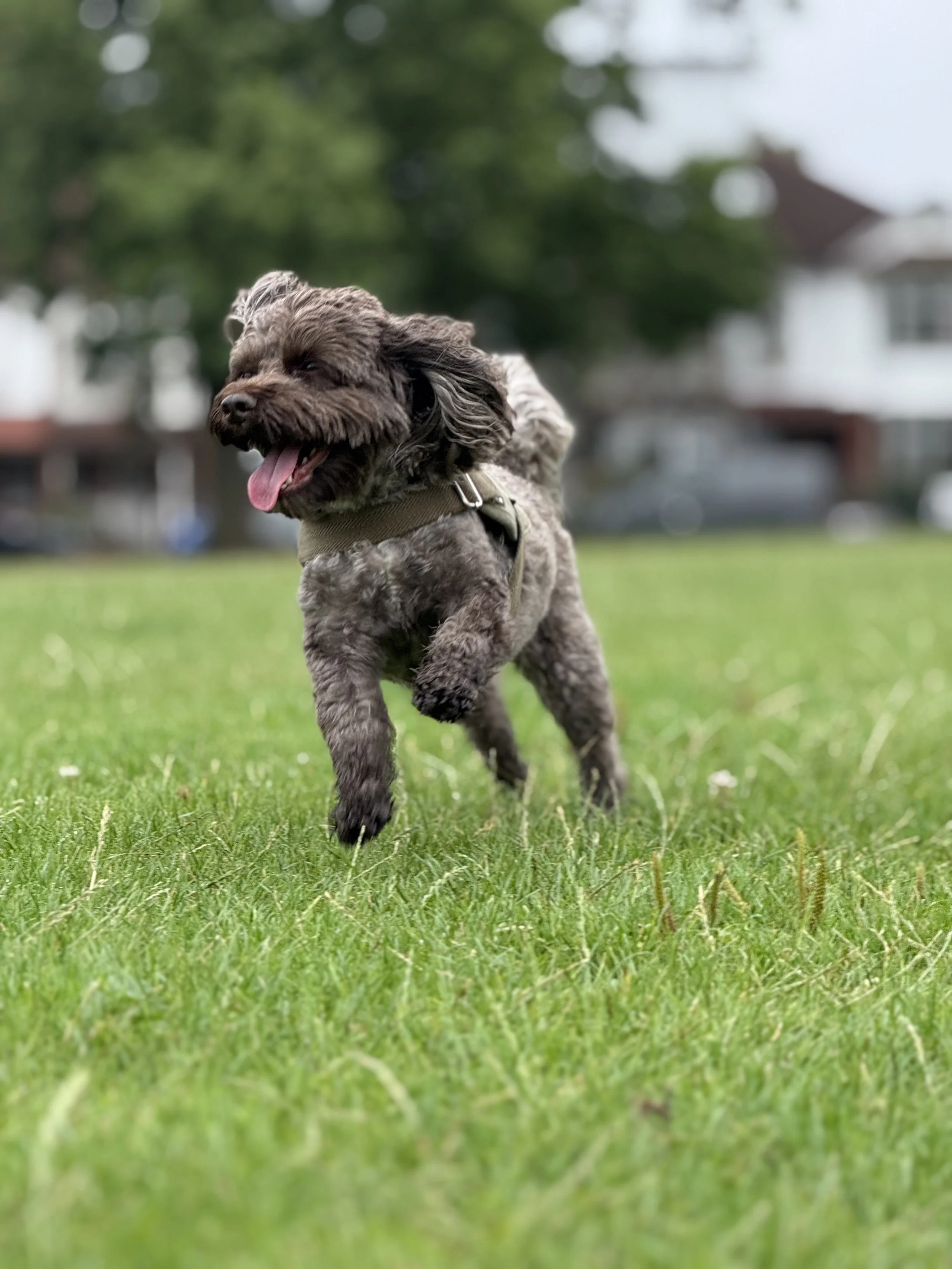 A playful gray dog running on a grassy field with a blurred suburban neighborhood background.