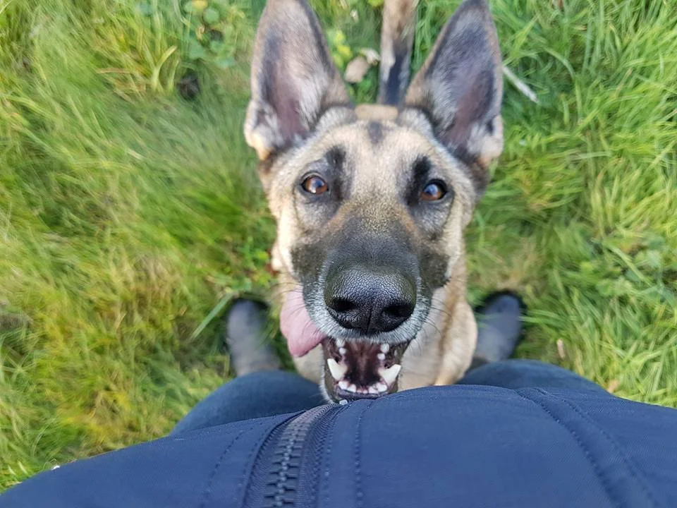 A dog with large ears and a tan and black coat looking up at the camera, standing on grass with a person in black pants and boots.