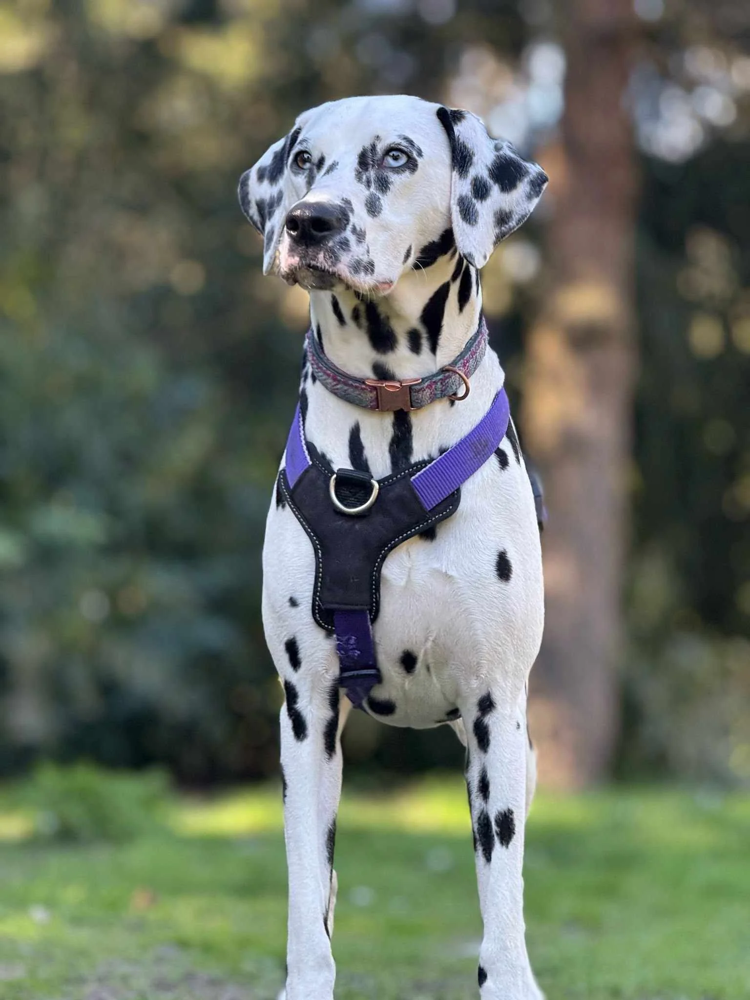 A Dalmatian dog standing outdoors on grass with a blurred background of trees, wearing a purple harness and a collar.