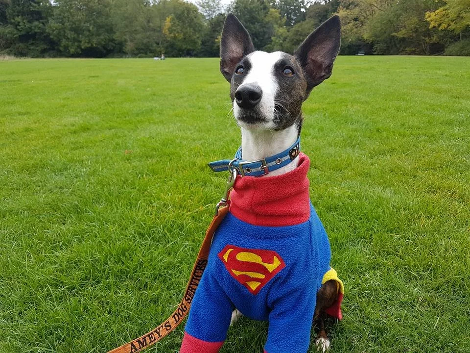 A dog wearing a superhero Superman costume with a red and blue outfit and a yellow 'S' emblem, sitting on green grass in a park.
