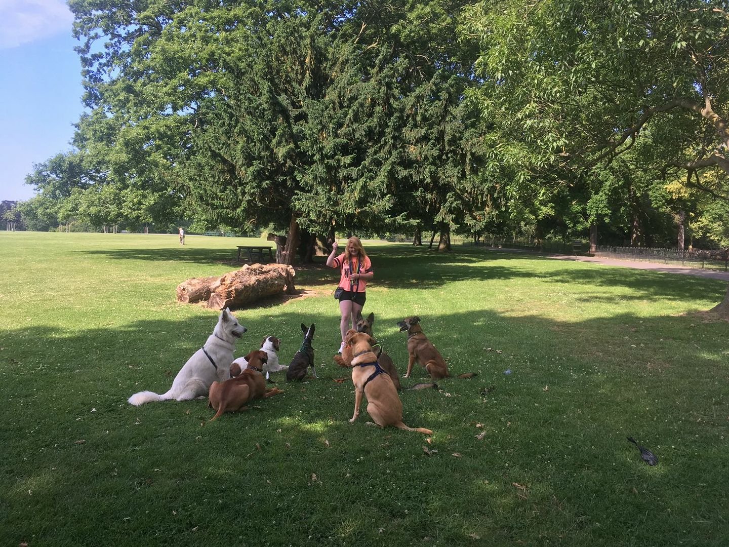 A woman with ginger hair in orange shirt and black shorts standing on a grassy park, surrounded by seven dogs of various breeds sitting or lying on the grass, with trees and a large rock in the background on a sunny day.