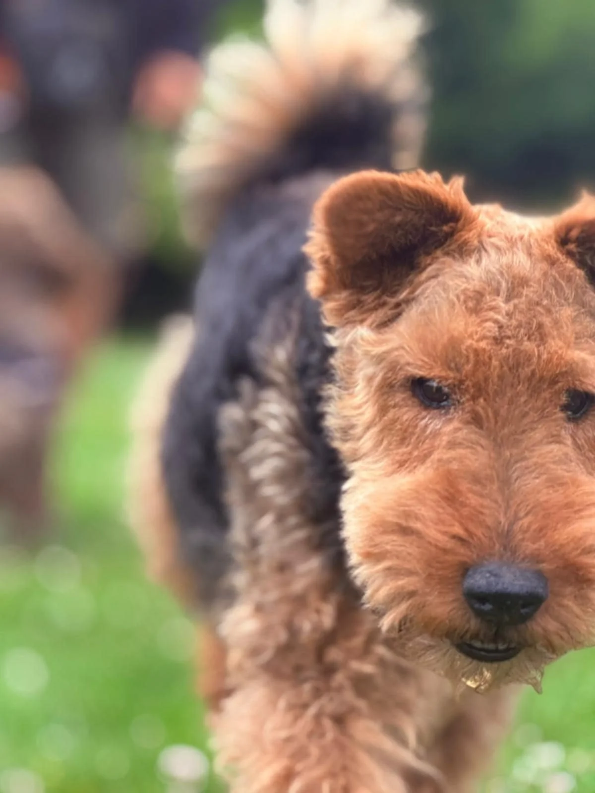 Close-up of a brown and black puppy with fluffy fur, outdoors on green grass.