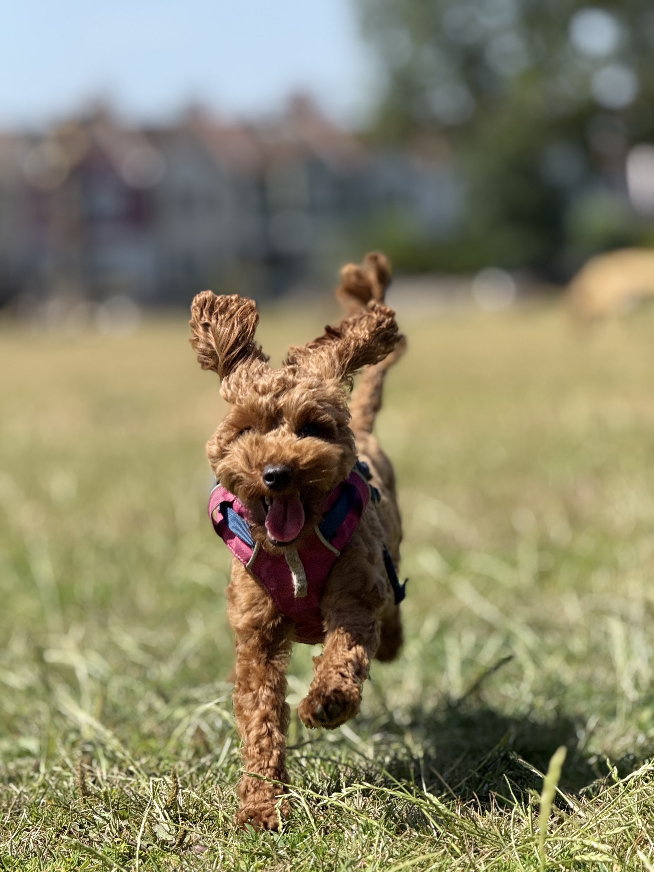 A small brown poodle running on grass with a pink harness, ears flying, and a happy expression.