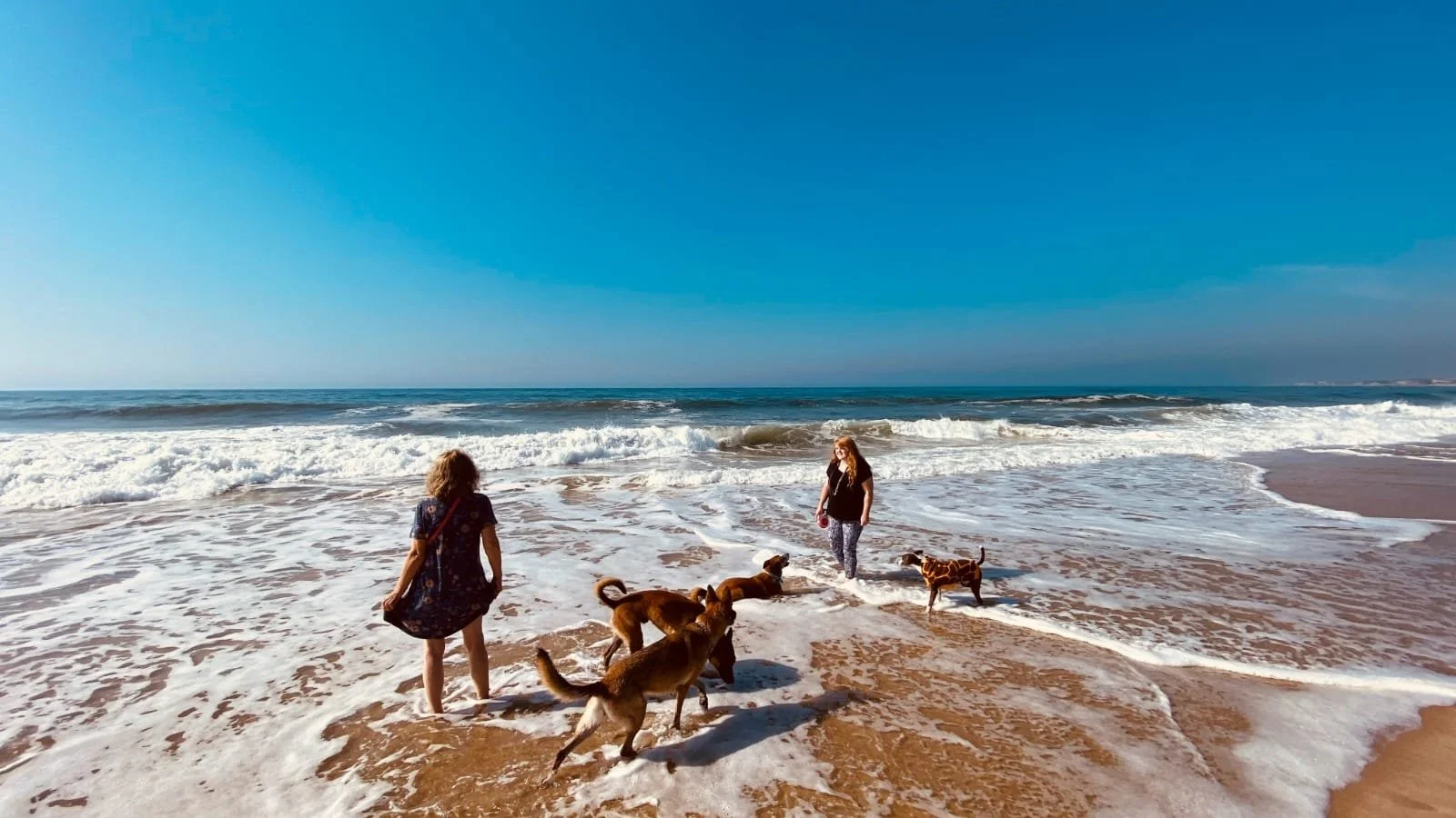 Two women walking with dogs on a sandy beach near the ocean under a clear blue sky.