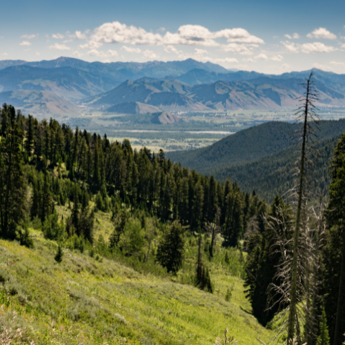 Scenic mountain valley view in Jackson Hole with forested hills, open meadows, and layered mountain ranges under a bright blue sky.