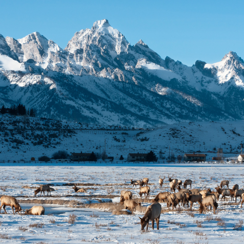 Herd of elk grazing in a snowy field beneath the snow-capped Teton mountain range in Jackson Hole, Wyoming.