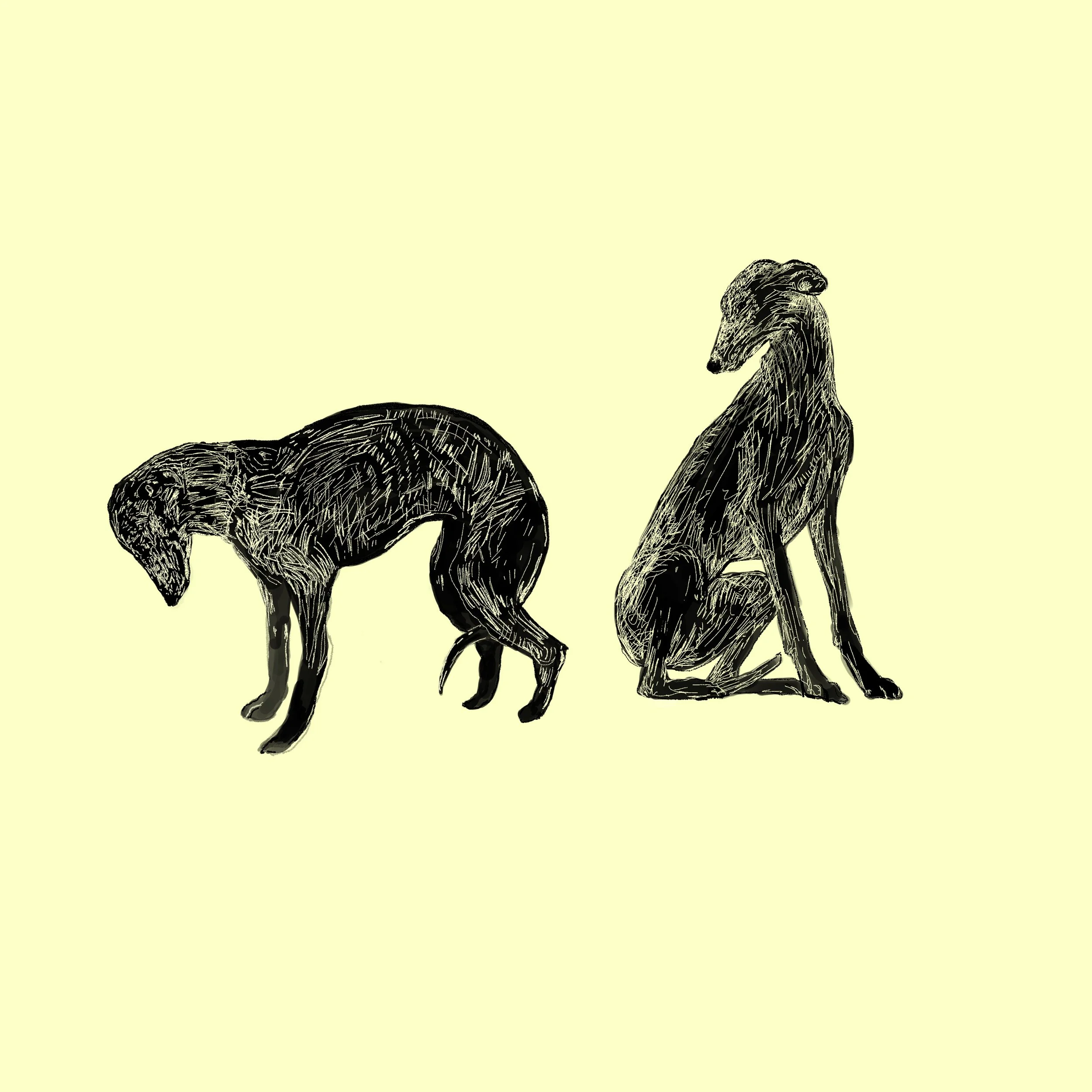 Galgo xilo 4.jpg