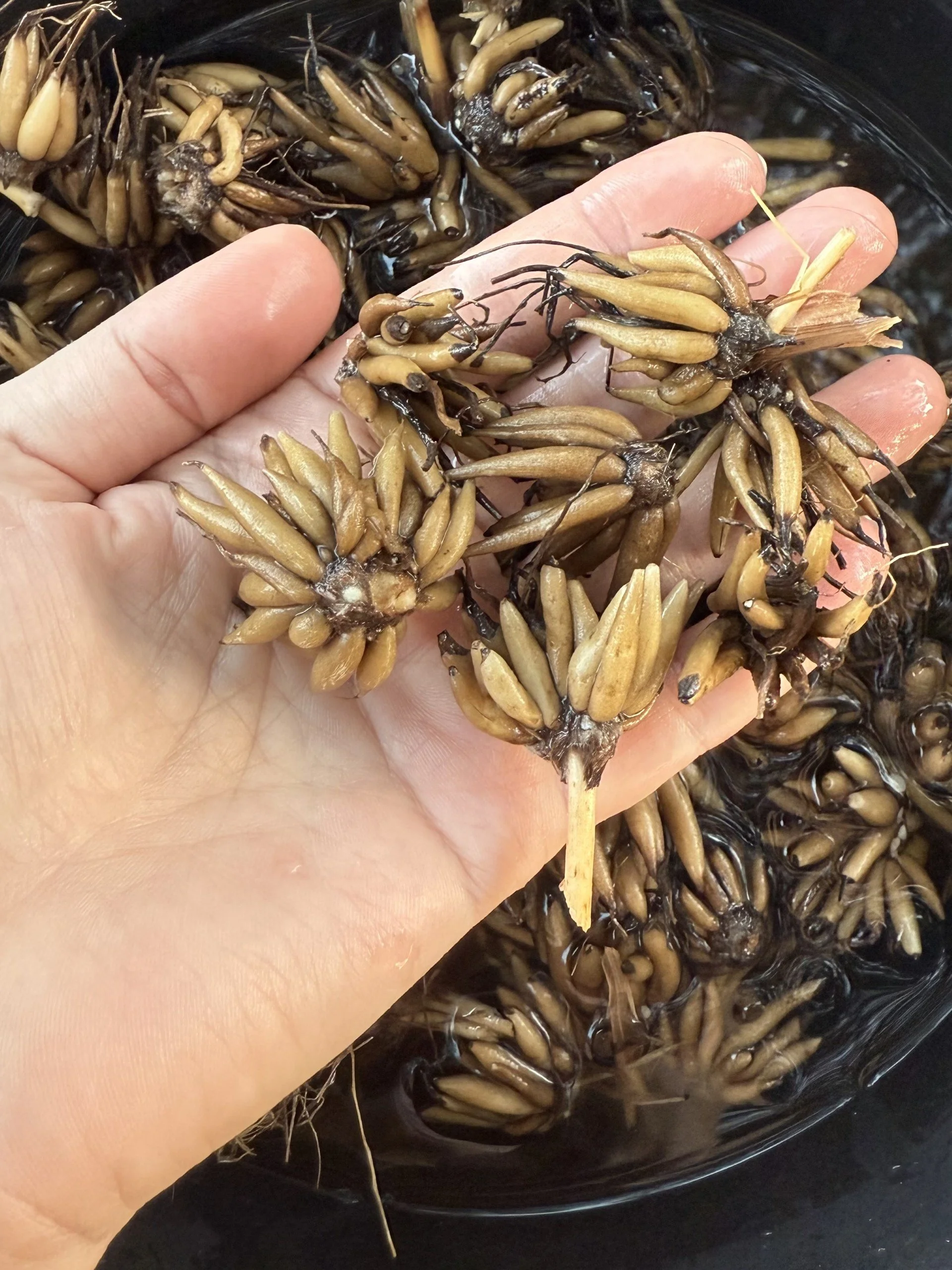 corms1.jpg (Copy)