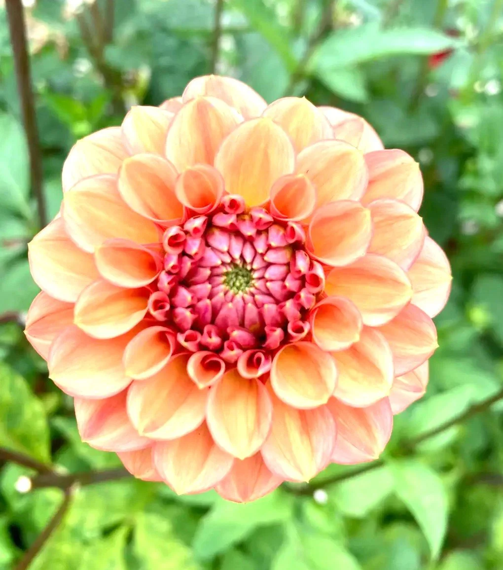 Ice Tea Dahlia Tuber