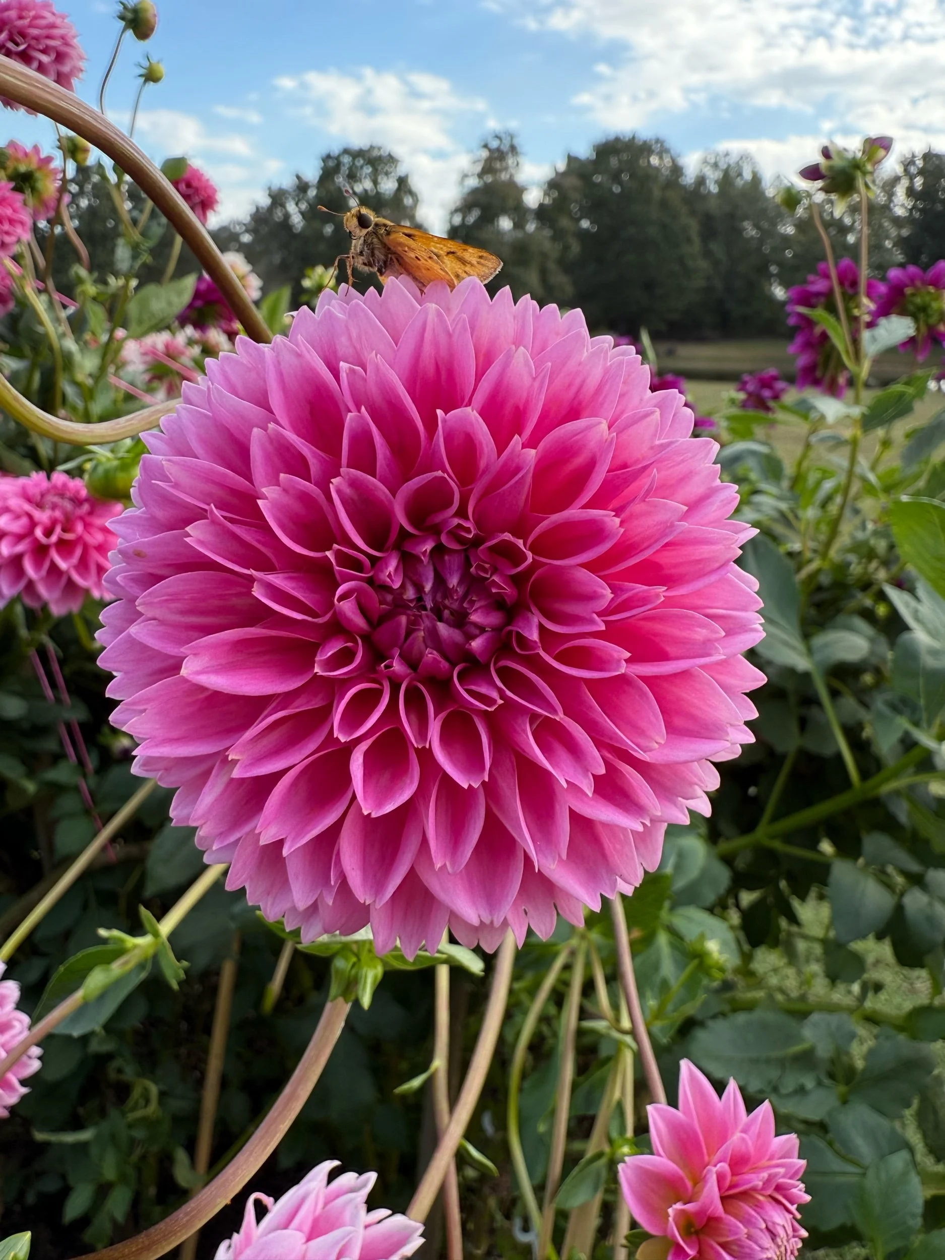 Share a Flower Bouquet