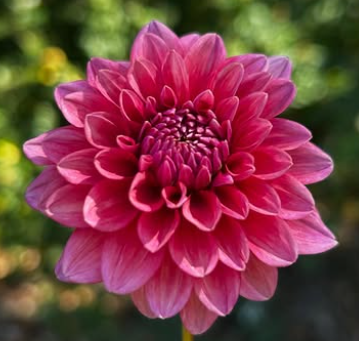 Mystique Dahlia Tuber