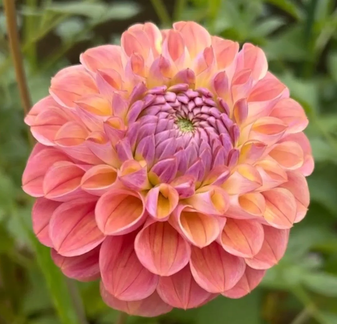 COSEYTOWN BABYCAKES.jpg