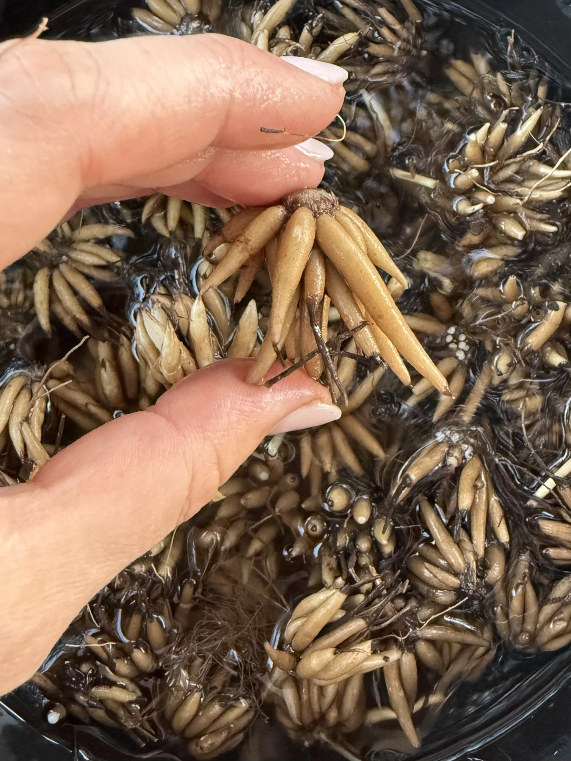 corms2.jpg (Copy)