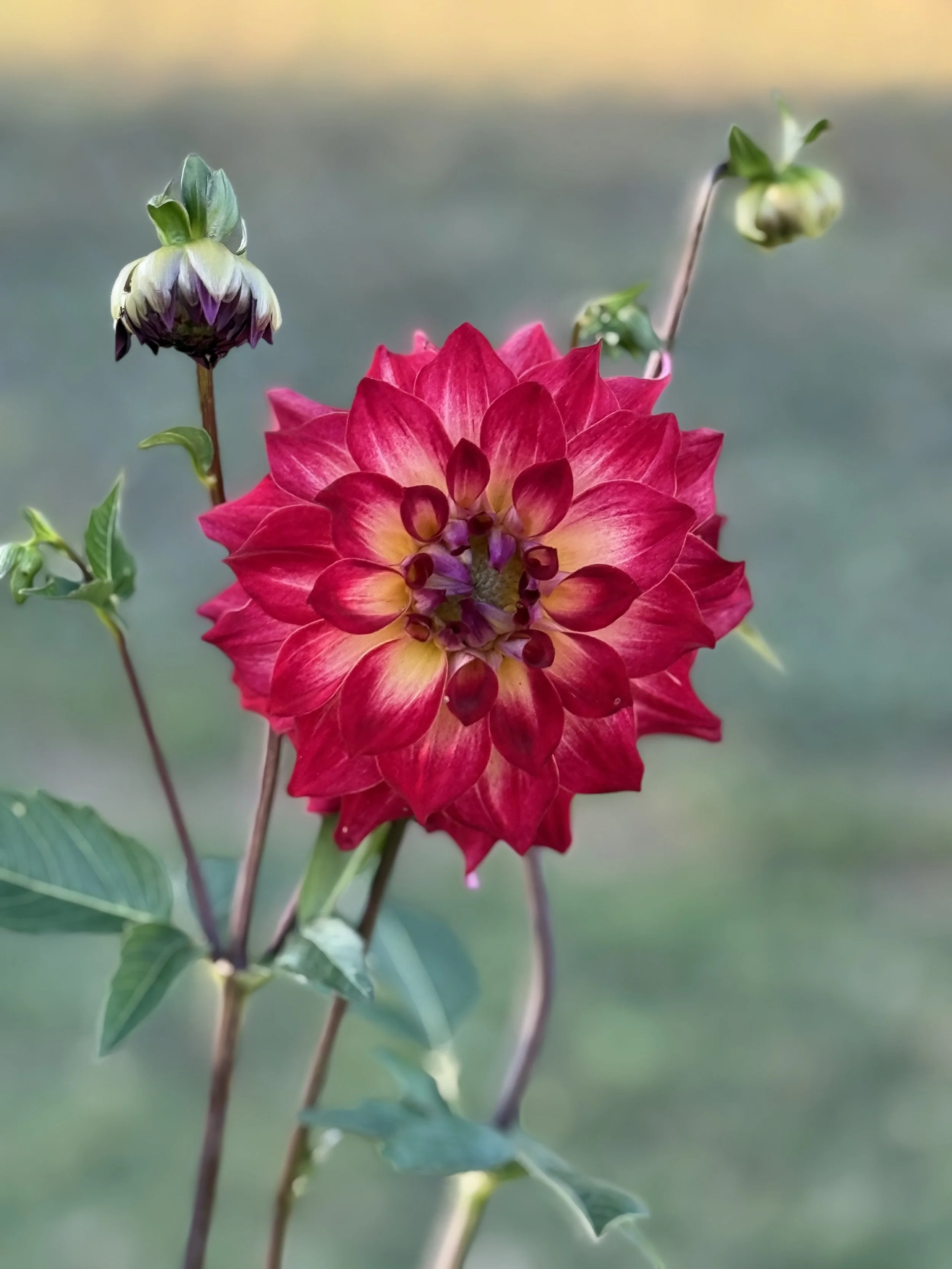 AC Rosebud Dahlia Tuber