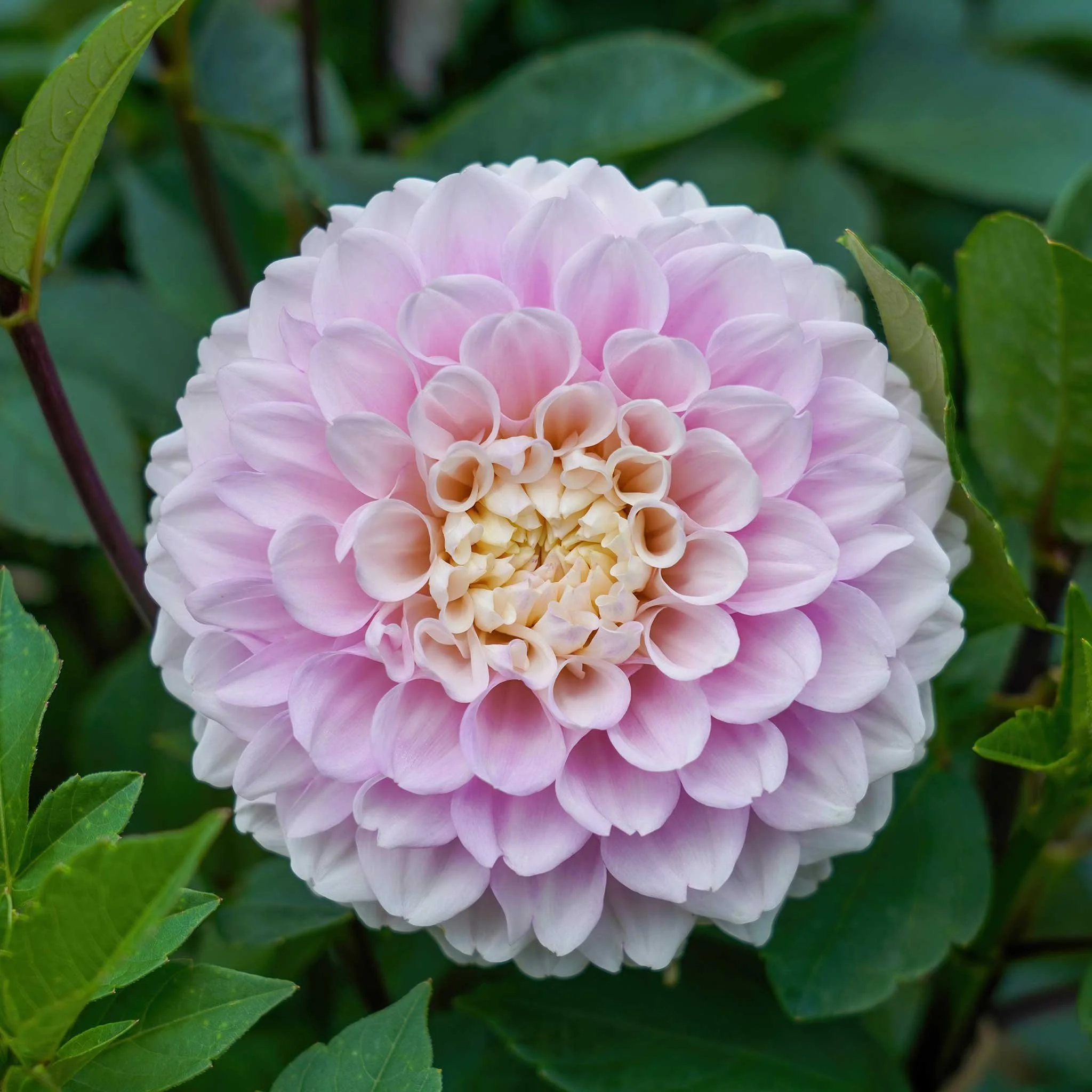 Wizard of Oz Dahlia Tuber