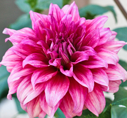 Emery Paul Dahlia Tuber