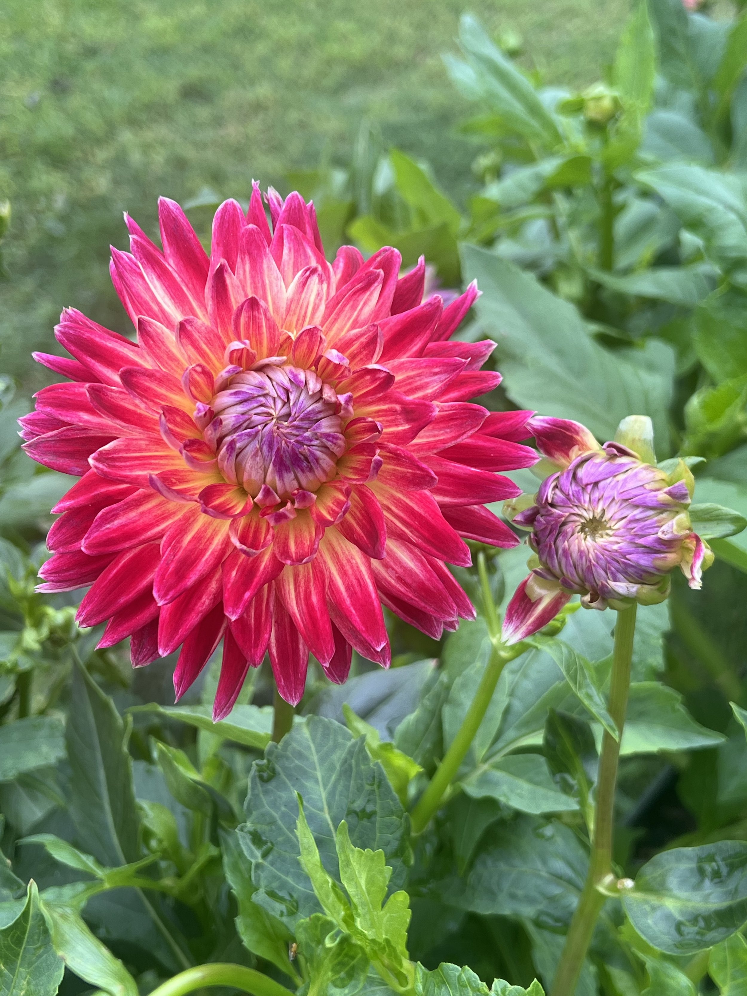 Unknown Dahlia Tuber