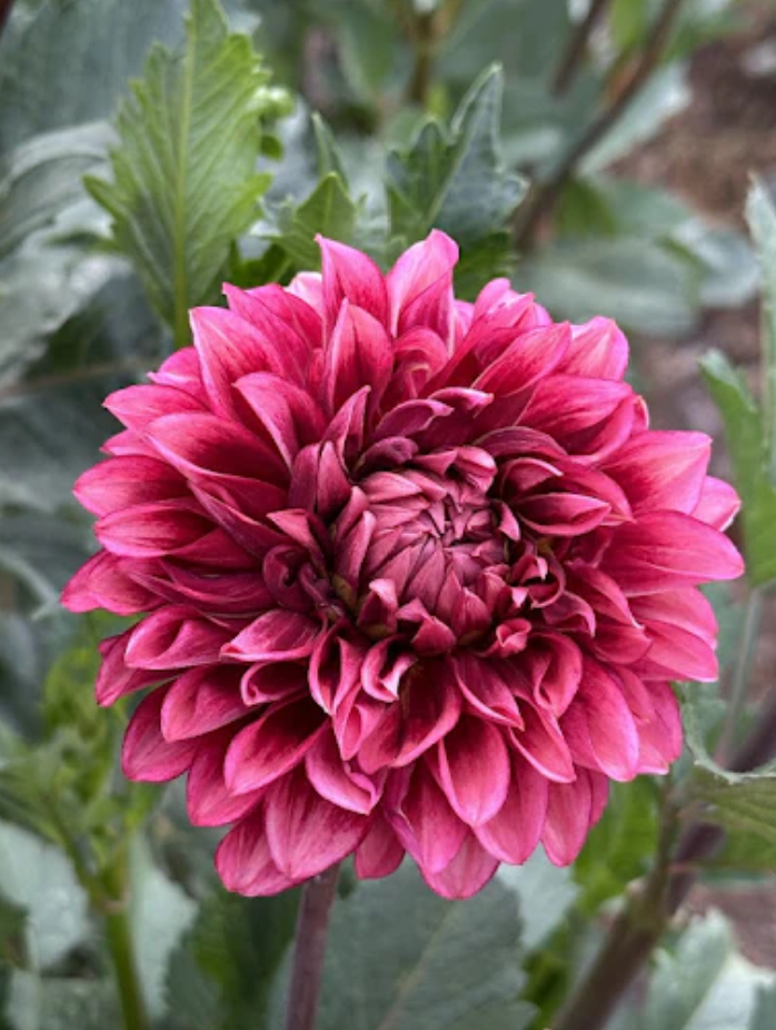 BQ York Dahlia Tuber