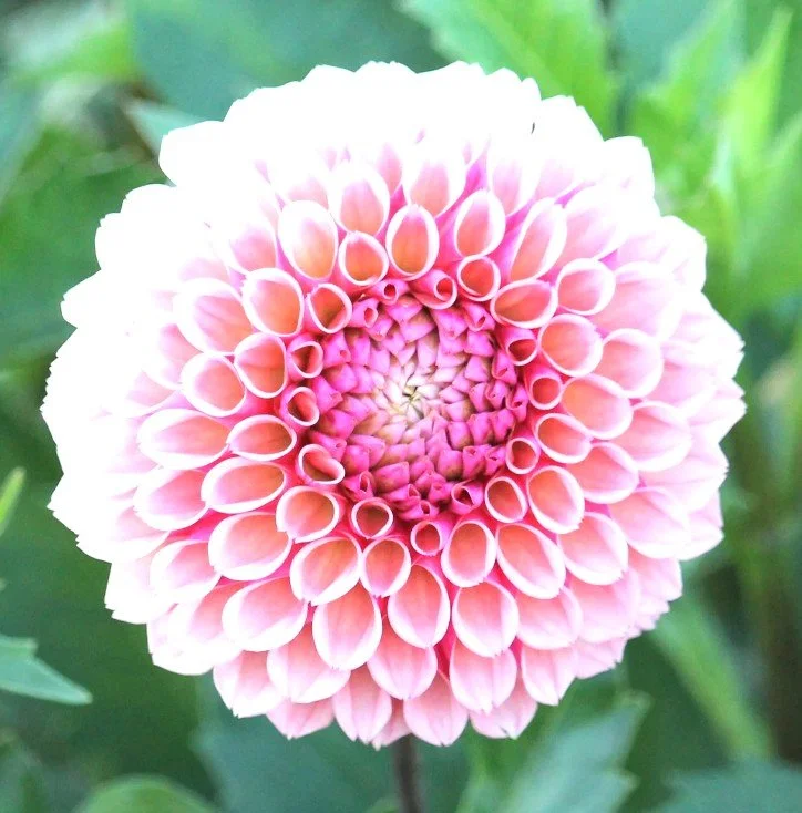 Bracken Rose Dahlia Tuber